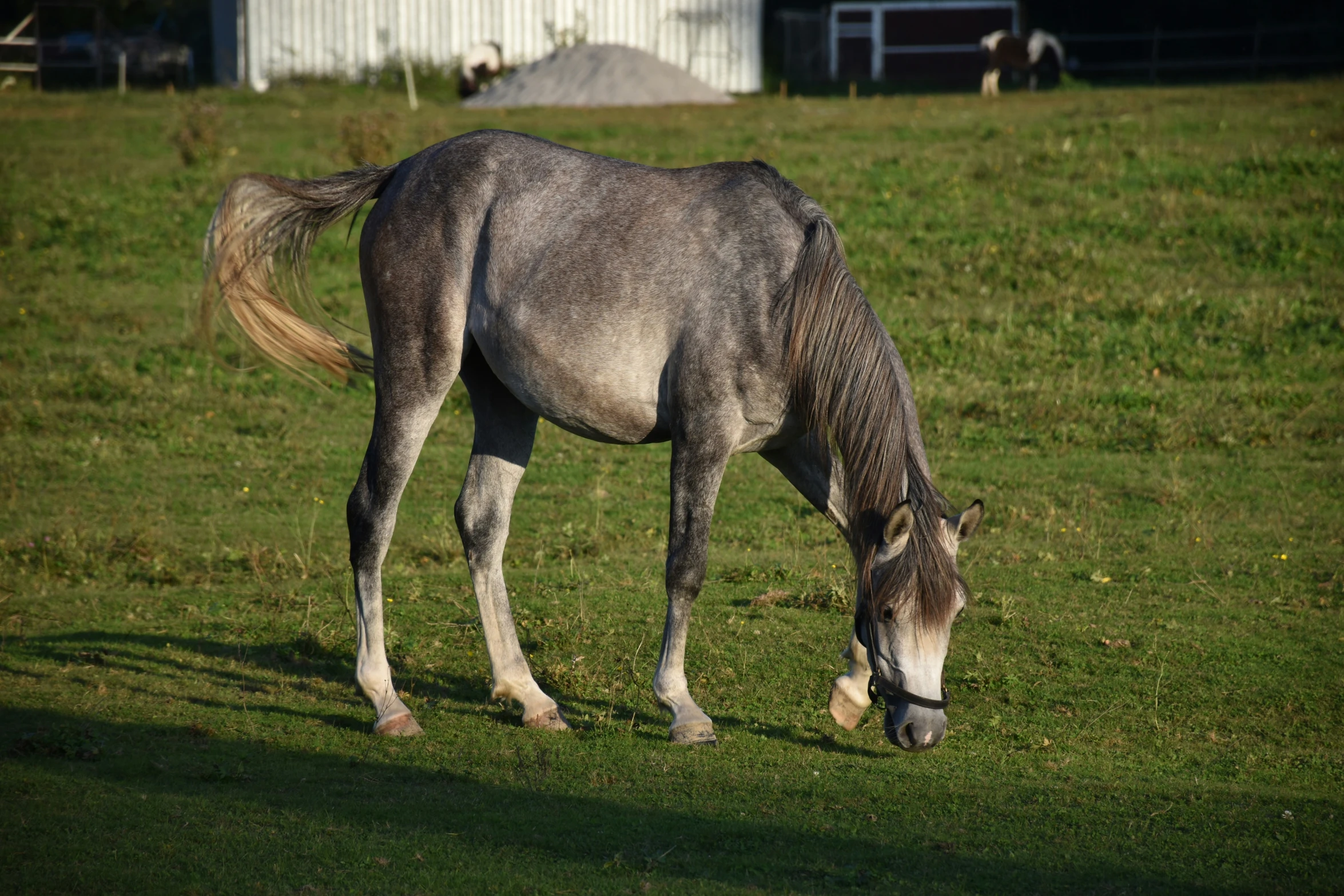 a donkey is grazing on a grassy field