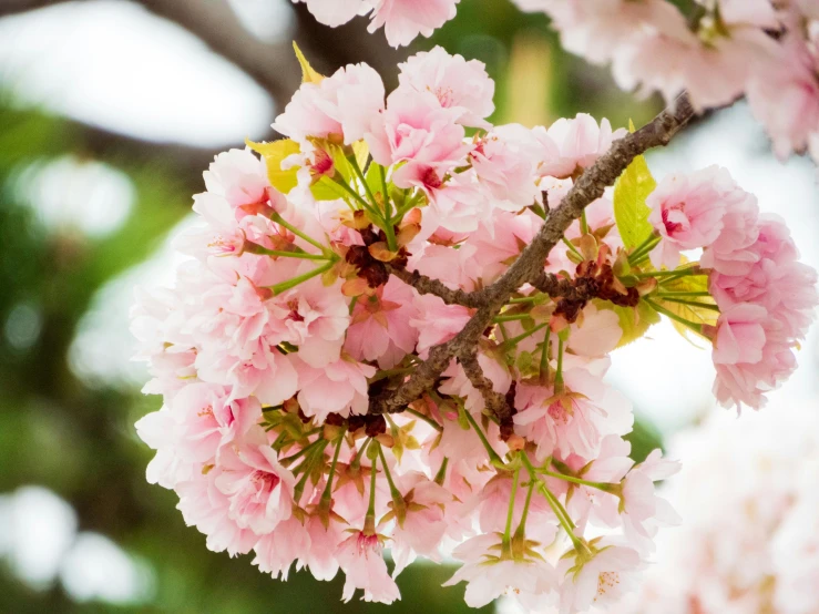 a close - up of a nch with pink flowers