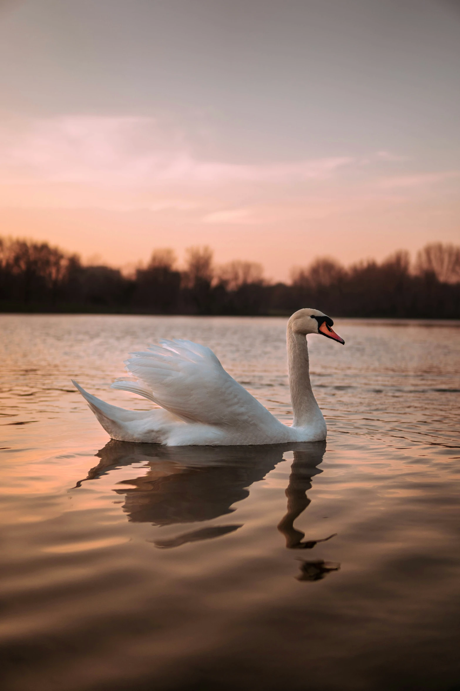 swan swimming on water near the trees at sunset