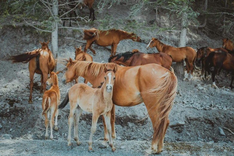 a large group of horses are standing in the woods