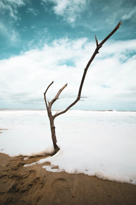 a dead tree with some snow and clouds in the background