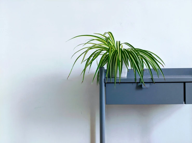 a plant is sitting on top of the shelf