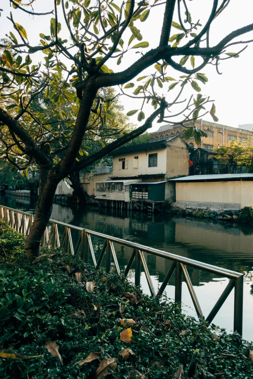 the street next to the river has a lot of trees in it