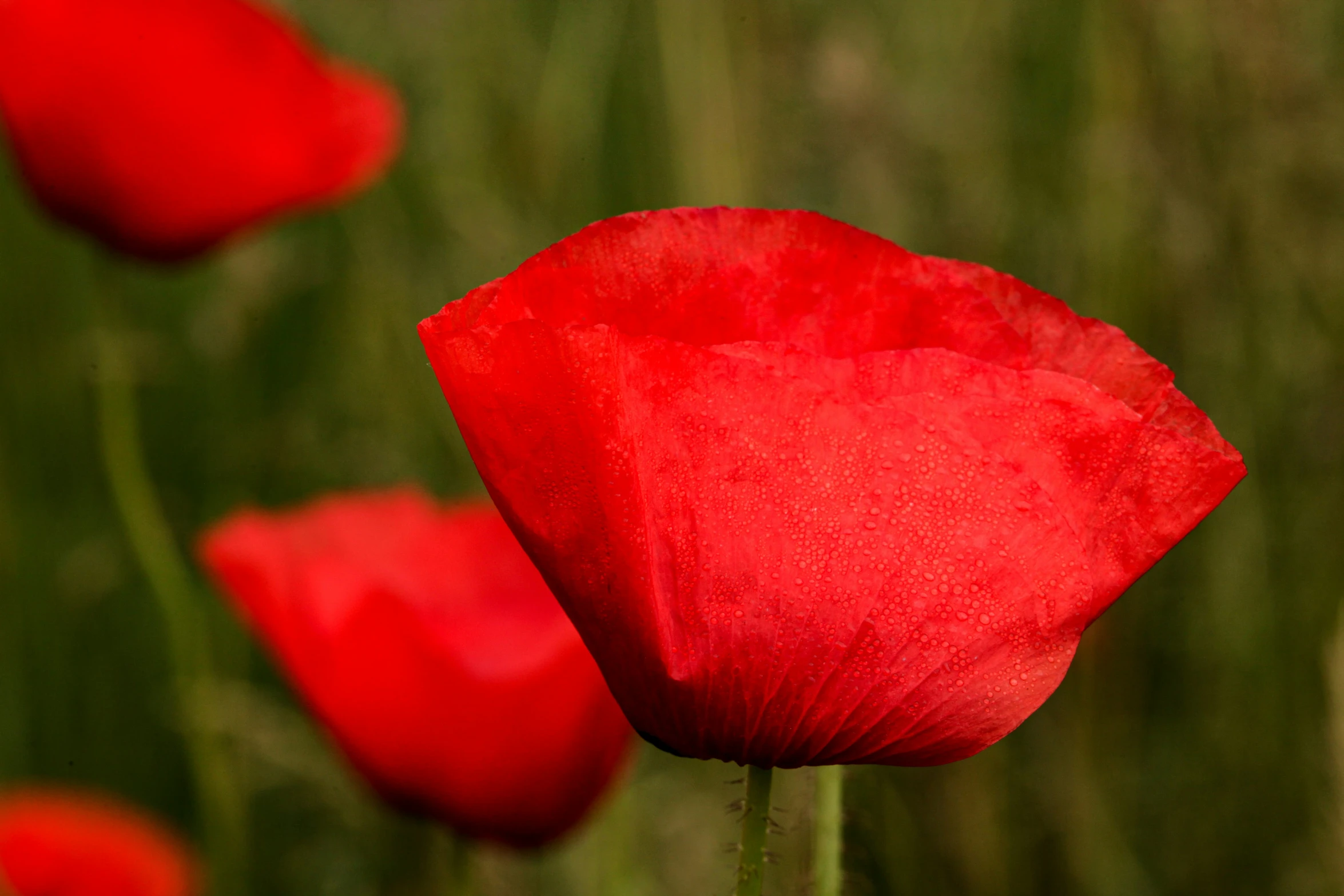 a close up of the center of a single poppy