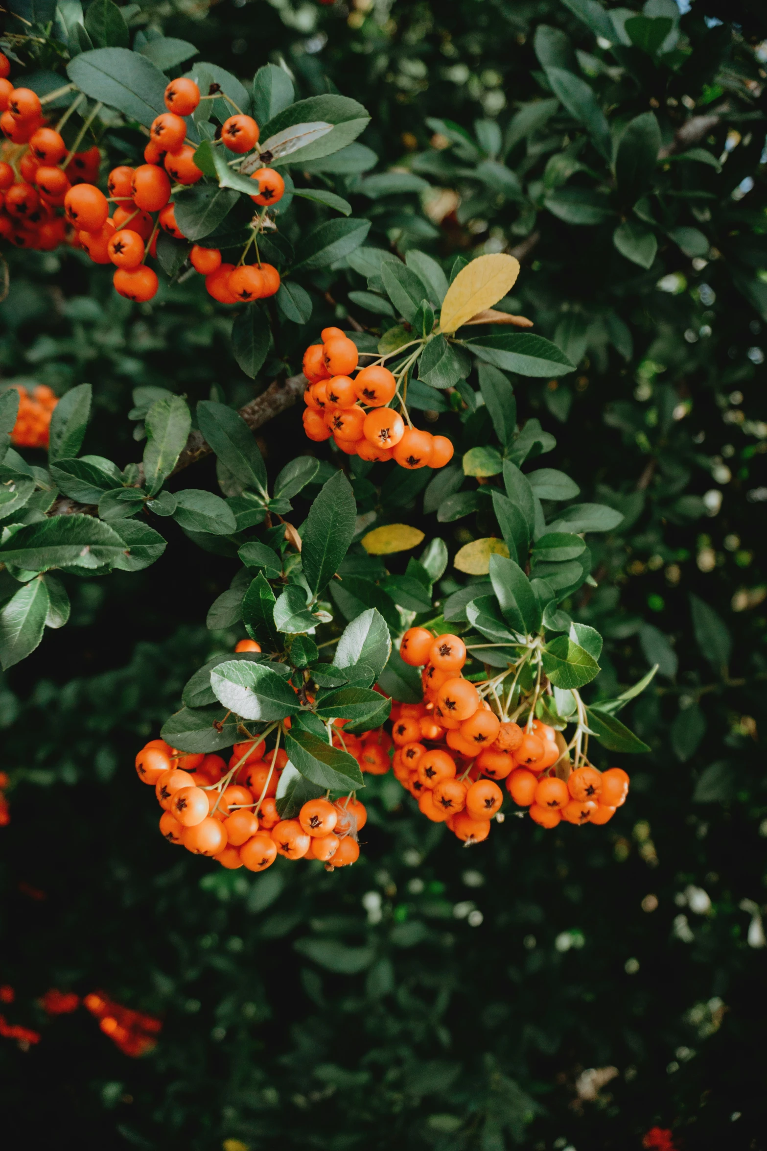 orange berries are on a tree nch with green leaves