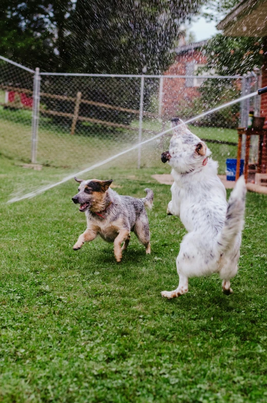 two dogs standing in the grass by the fence playing in the sprinkle