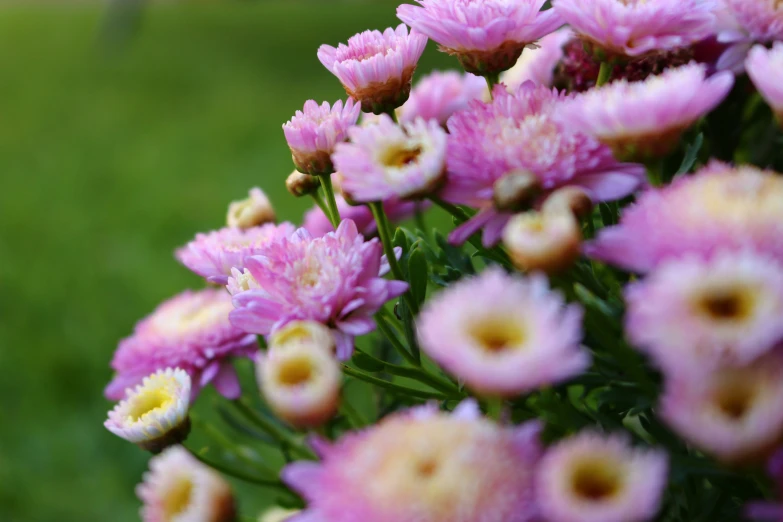 some pink flowers are by a blurry fence