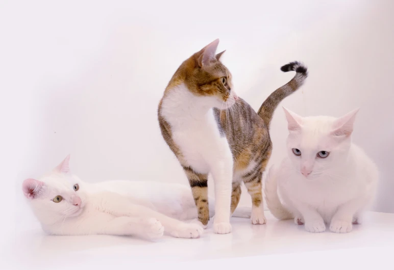 several cats on a white background are looking up