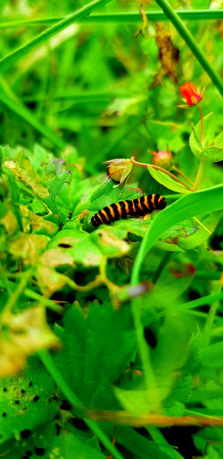 a black and yellow cater walking on top of a green plant