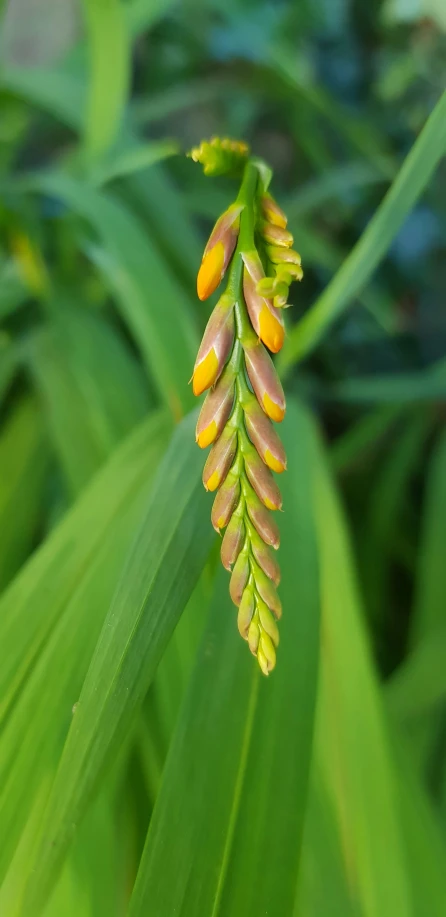 a close up s of a green plant with pink and yellow leaves