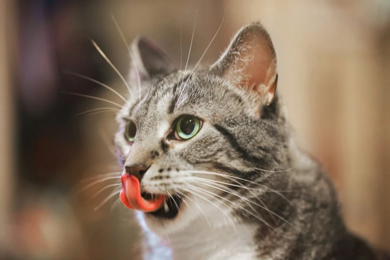 a gray cat with a red collar is sticking out his tongue