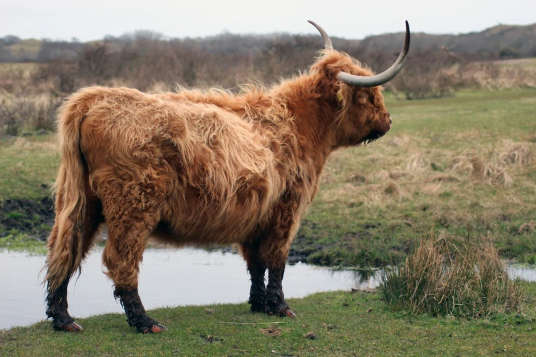 a woolly animal standing in front of water