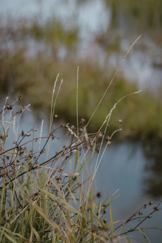 there is a bird sitting on top of some grass