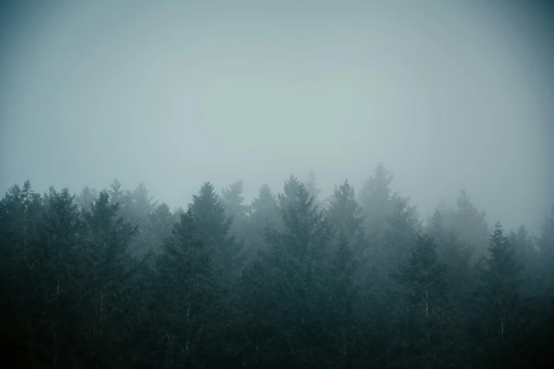 a black and white po with trees in the fog