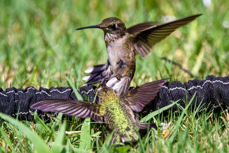 a bird flying next to two birds in the grass