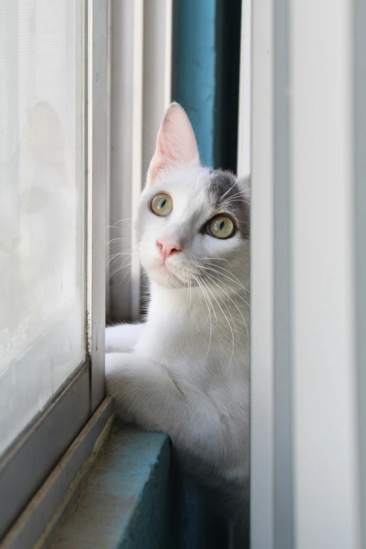 the cat has it's paw near the window