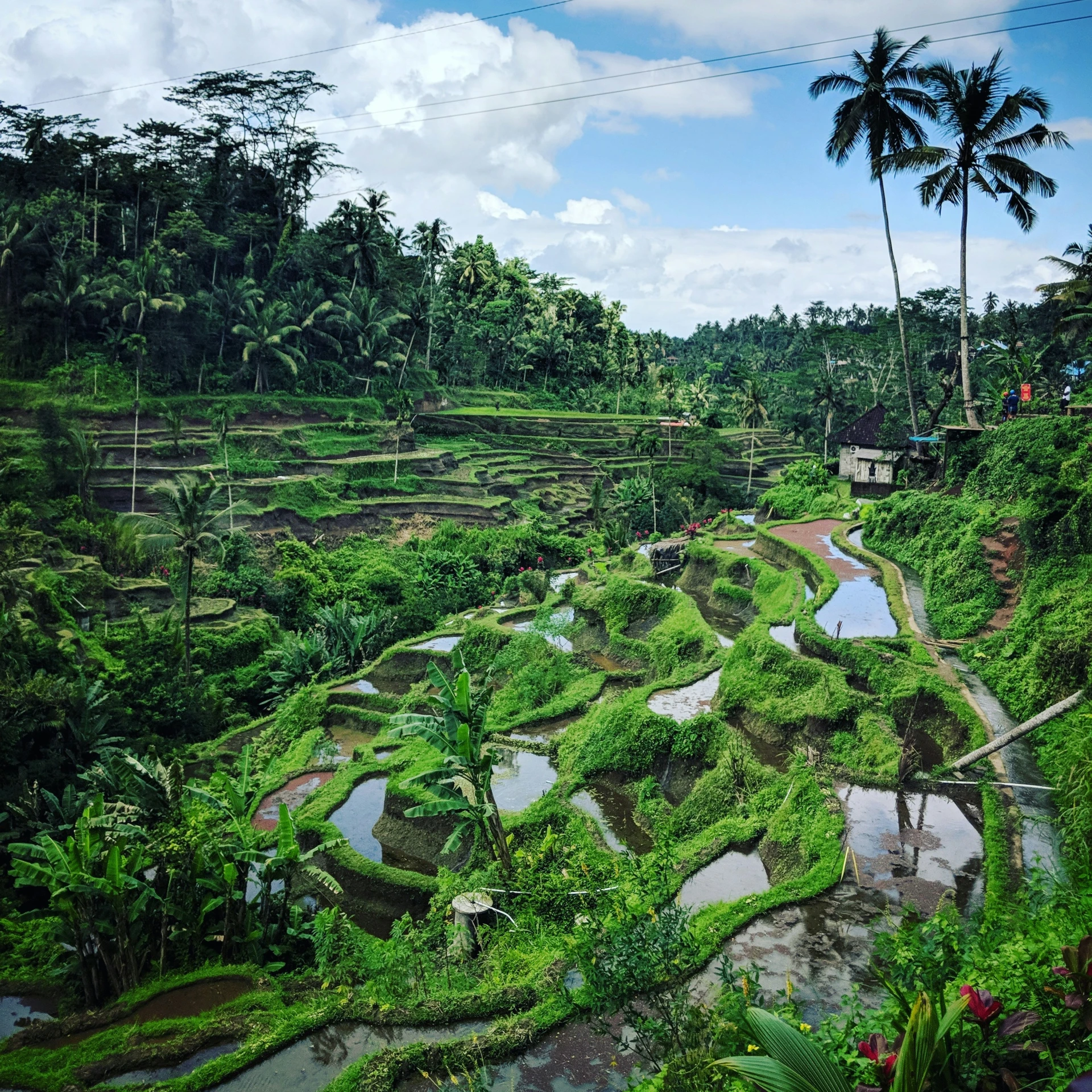 there are many rice fields with trees on the hill