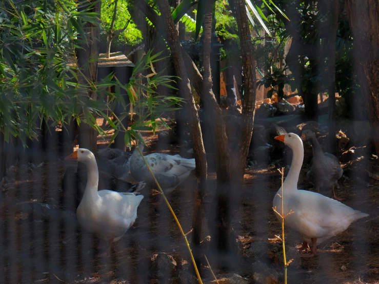 geese looking through a fence in the sunlight