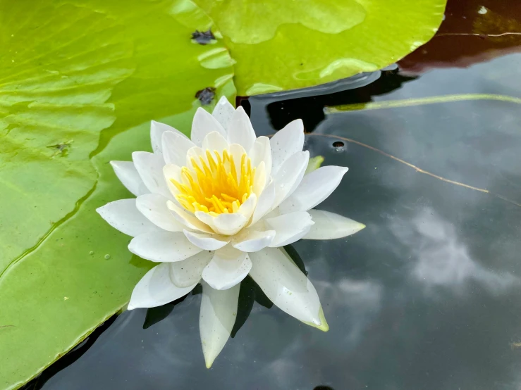 the white water lily has yellow center