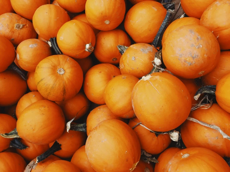 several pumpkins piled up together and awaiting consumption