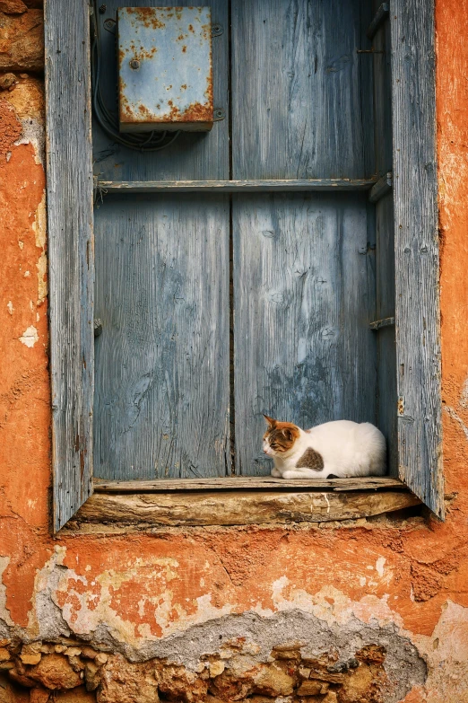 a cat sits in a window on the side of a building