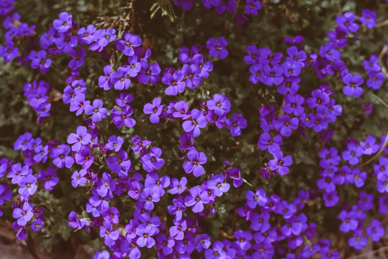 purple flowers in a field with leaves and bushes