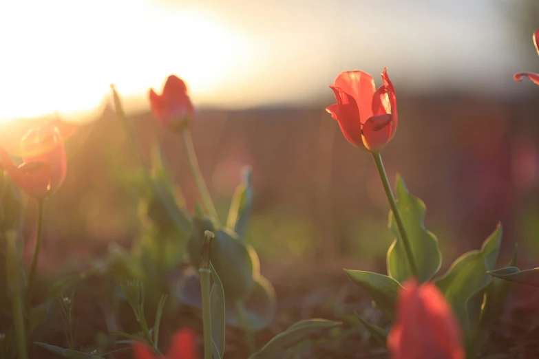 some very pretty red flowers in the grass