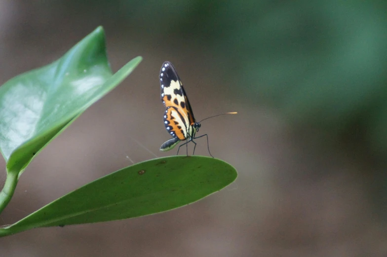 an insect that is sitting on a leaf