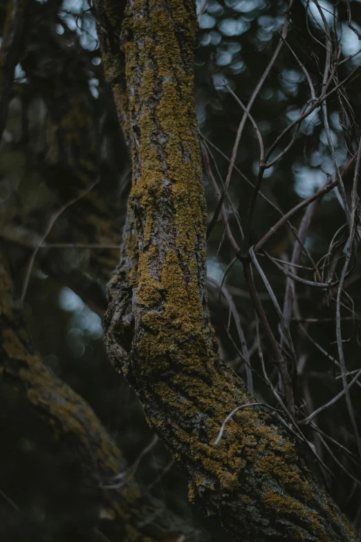 a brown bear standing next to some trees