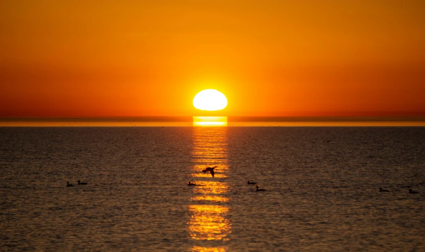 ducks swimming in the water during sunset