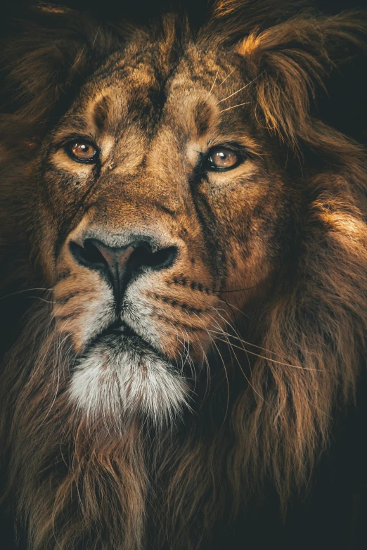 an adult lion's face looks toward the camera