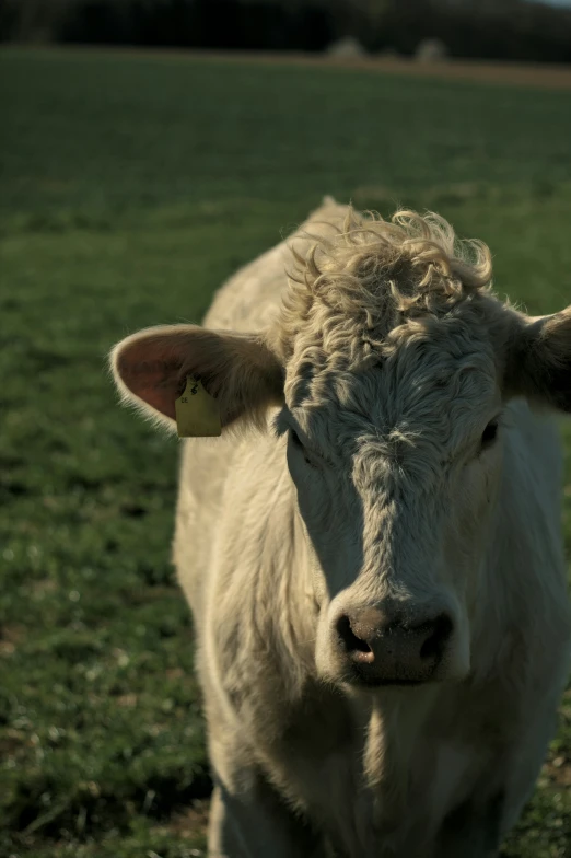 the head of a white cows on the pasture