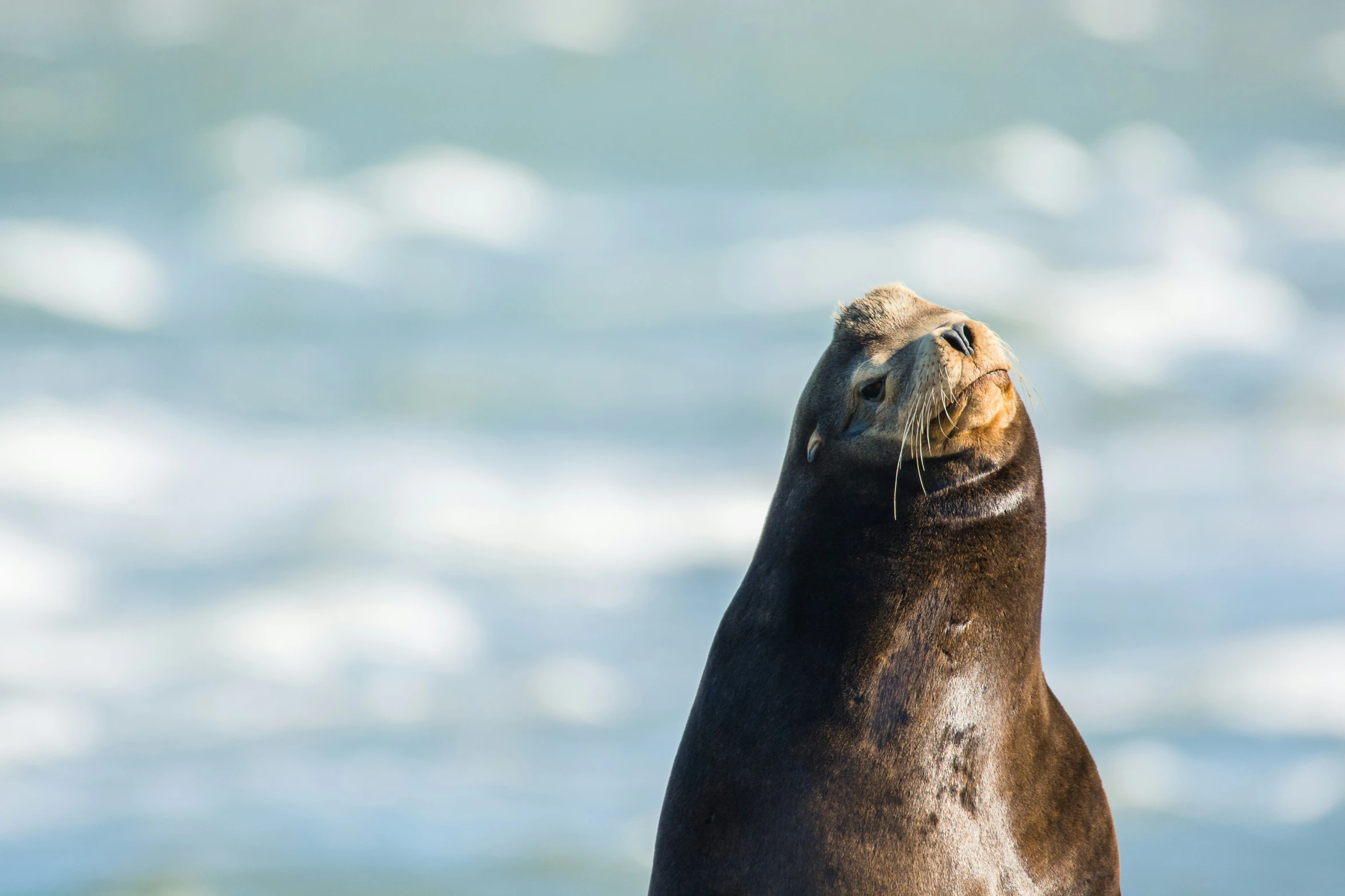 a sea lion that is looking out to the ocean