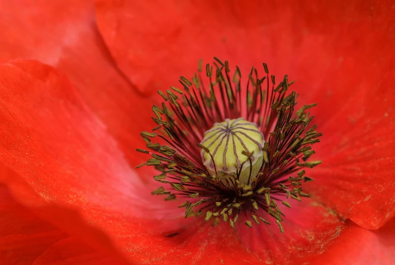 close up view of the center of a bright red flower