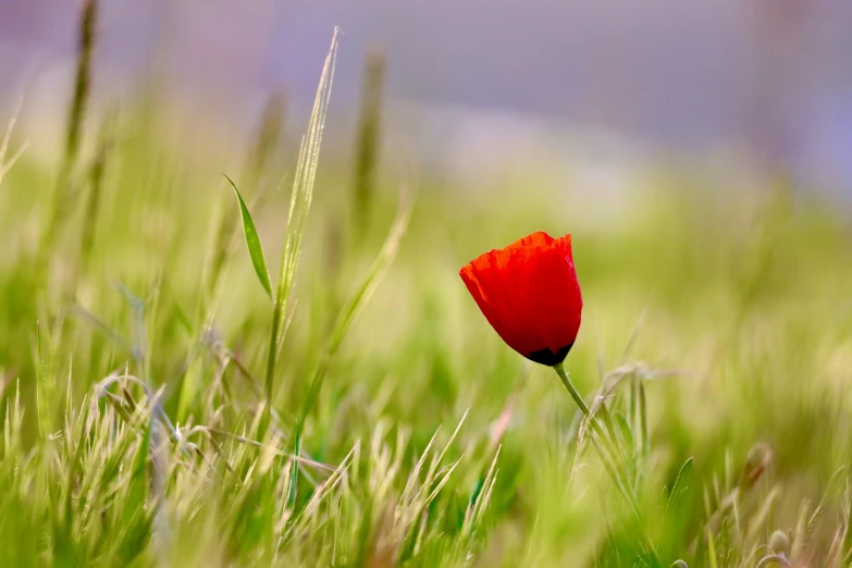 single red flower in grassy area in early spring