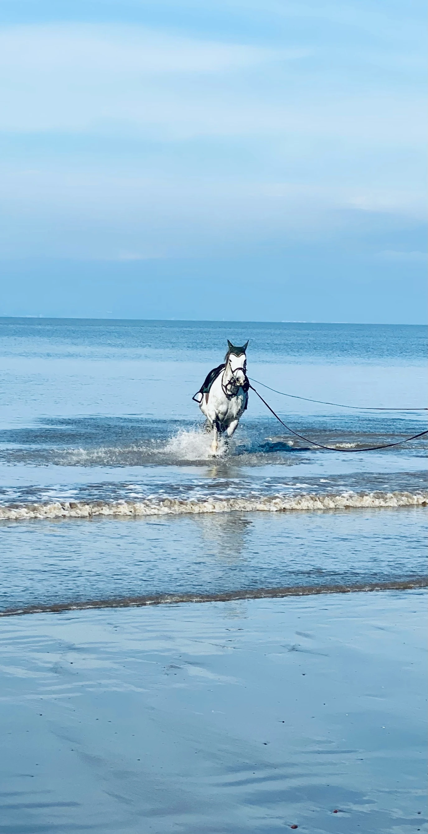 a white horse is walking in shallow water