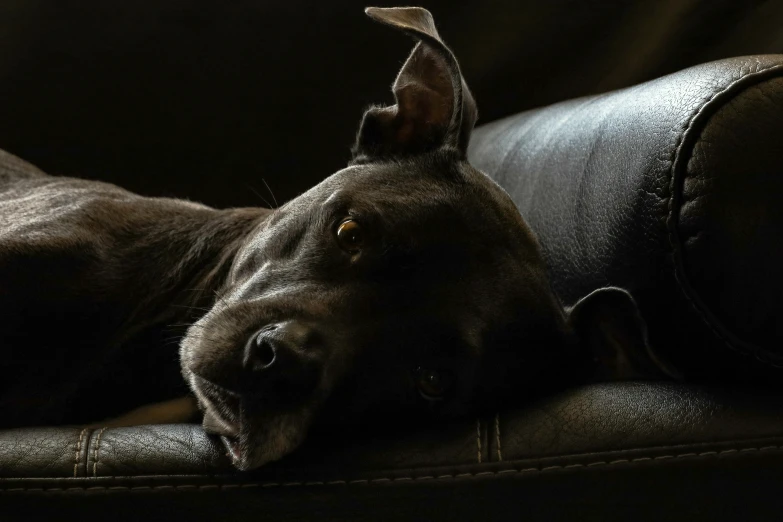 a black dog laying on top of a leather couch