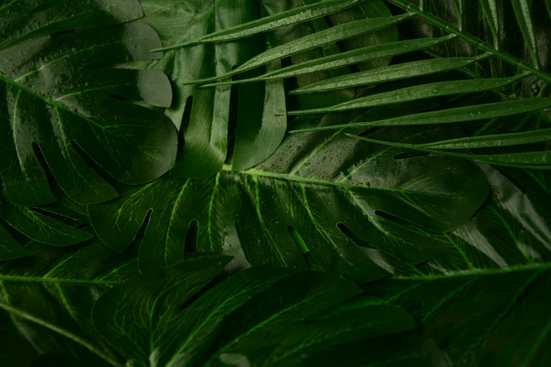 green leaves in a close up s on a black background