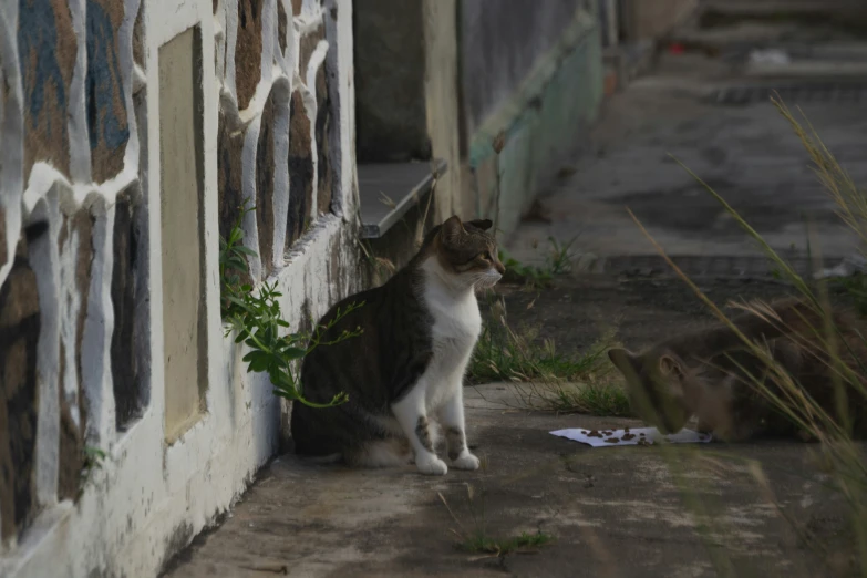 a cat looking through a window at another cat