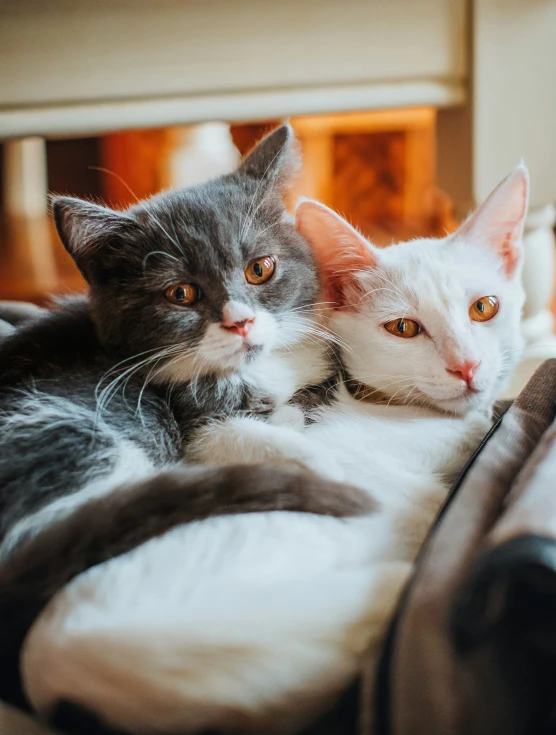 two cats looking in opposite directions from one another