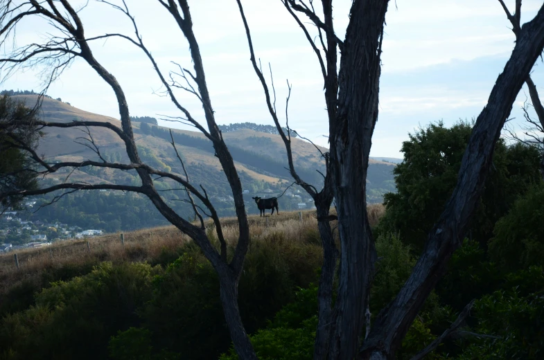 the view from the hillside, of a hill with no trees