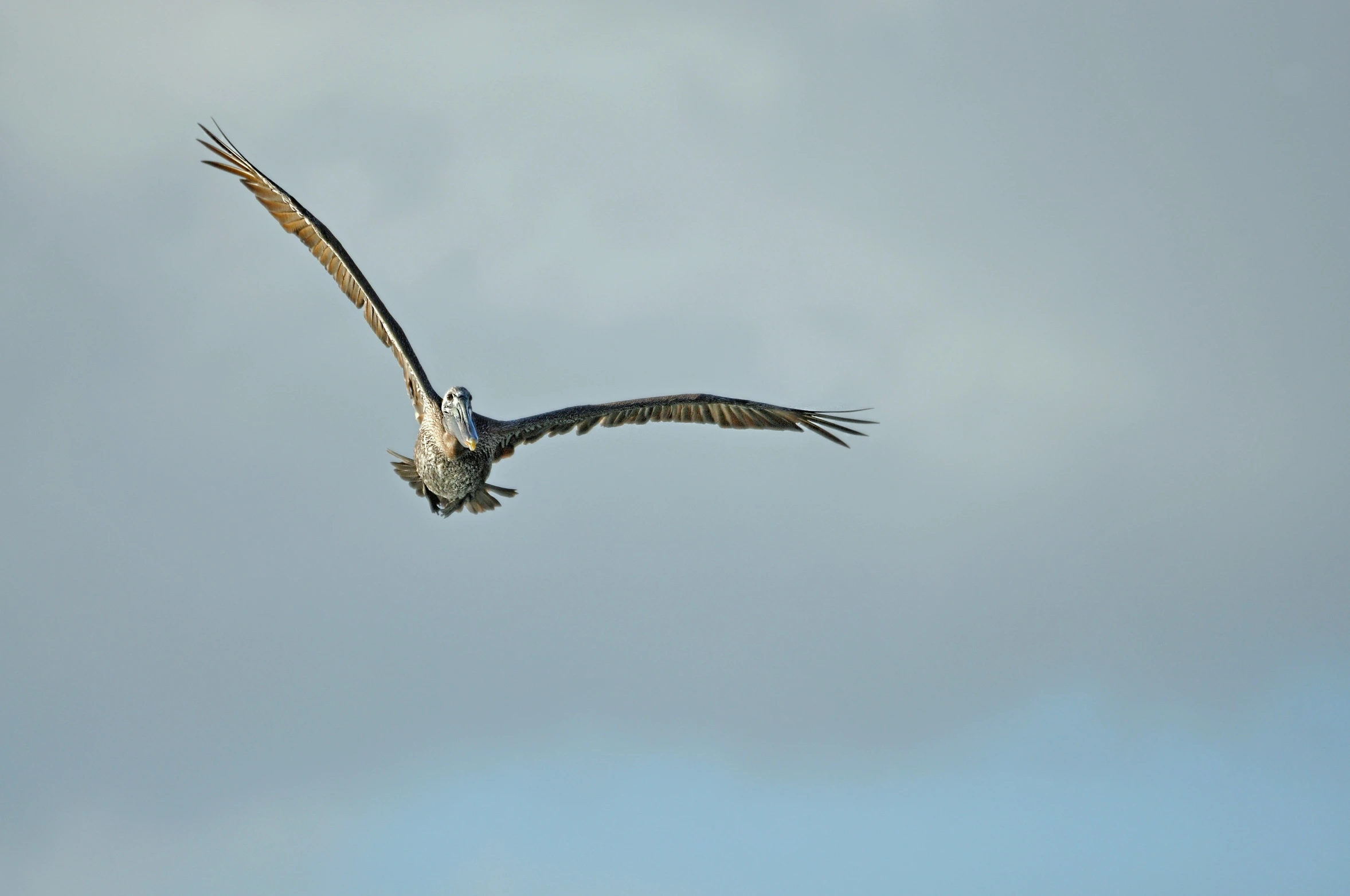 an ostrich flying through the blue sky with its wings spread