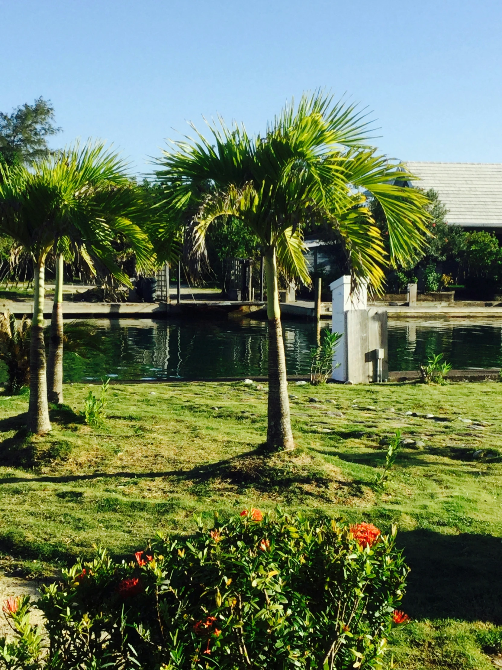 several palm trees and flowers in the grass