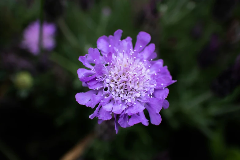 a bright purple flower is shown in closeup