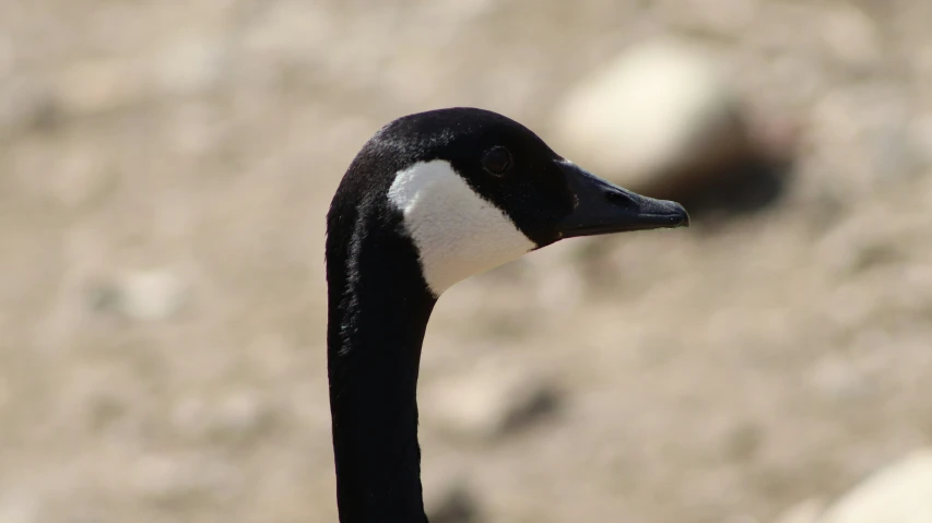 a duck has its nose slightly open while standing on a sandy surface