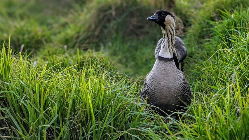 a large duck standing in the tall grass