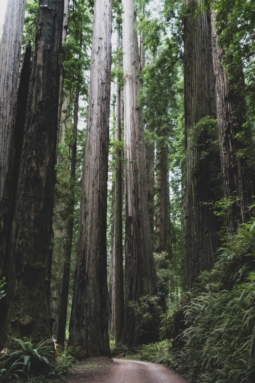 this is a large tree forest with very tall trees