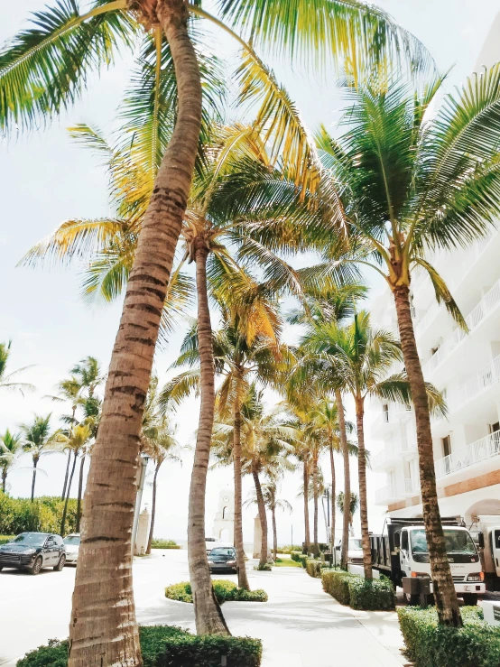 a row of palm trees near the beach