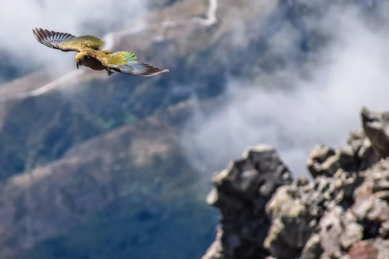 a bird flying over a rocky mountain side
