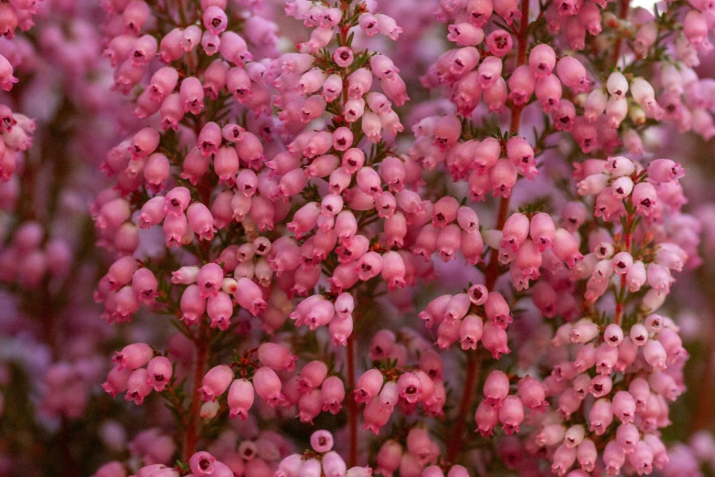 some small pink flowers with pinkish stems and green leaves